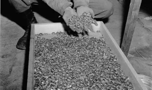 Čtěte také: Zuby a vlasy obětí